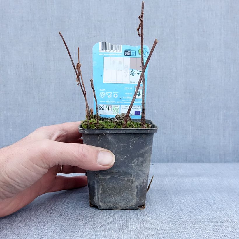 Amostra de Lysimachia thyrsiflora - Lysimaque à fleurs en thyrse Godet de 8/9 cm tal como entregue no inverno