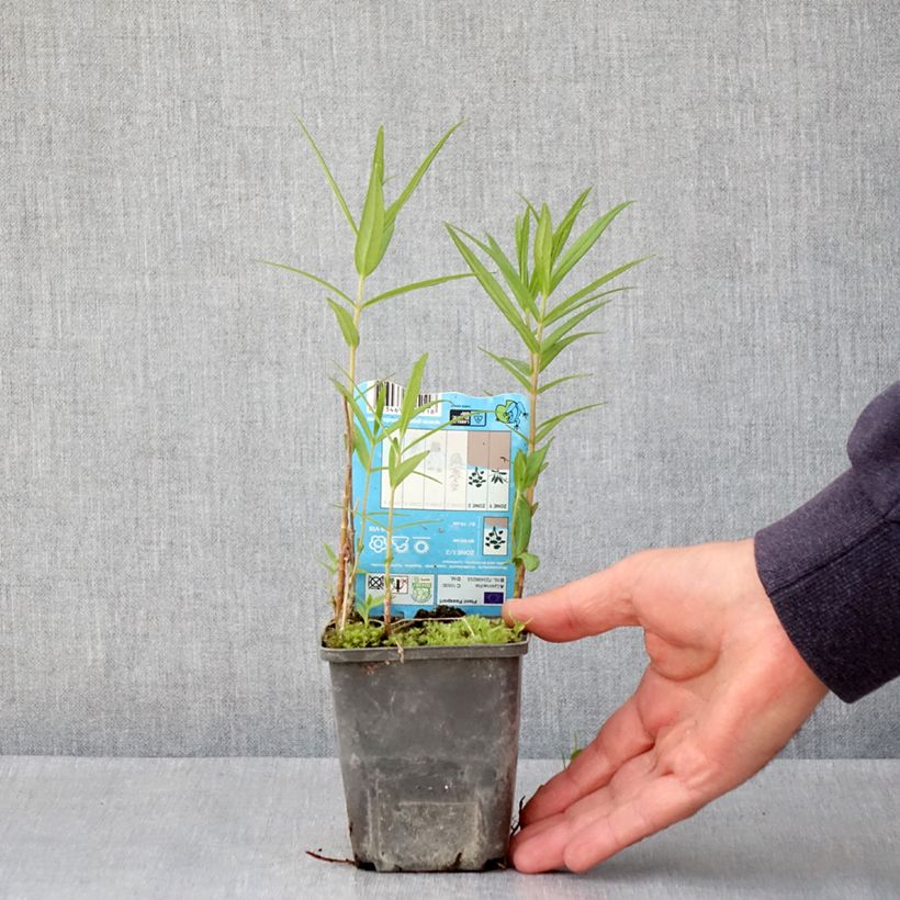 Amostra de Lysimachia thyrsiflora Vaso de 8/9 cm tal como entregue na primavera