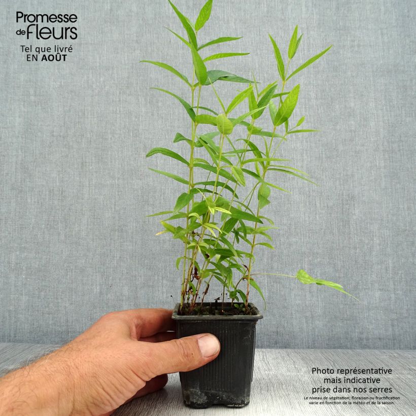 Amostra de Lysimachia vulgaris Vaso de 8/9 cm tal como entregue no verão