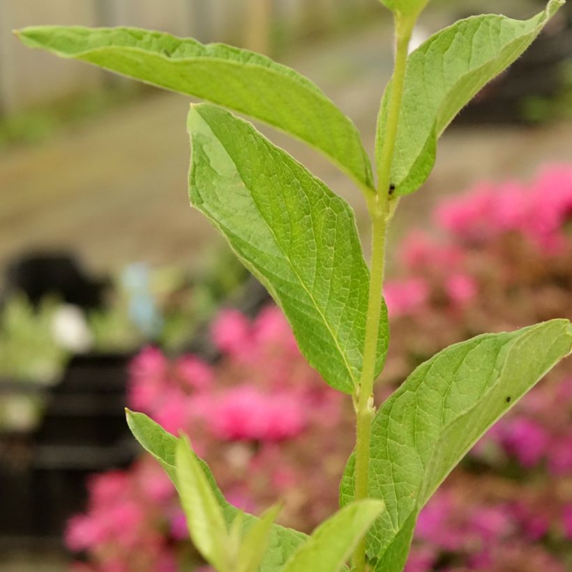 Lysimachia vulgaris (Folhagem)