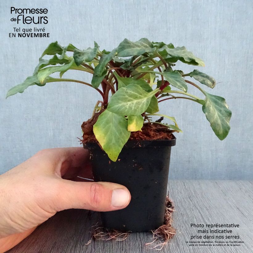 Amostra de Lysimachia atropurpurea Beaujolais Vaso de 8/9 cm tal como entregue no outono