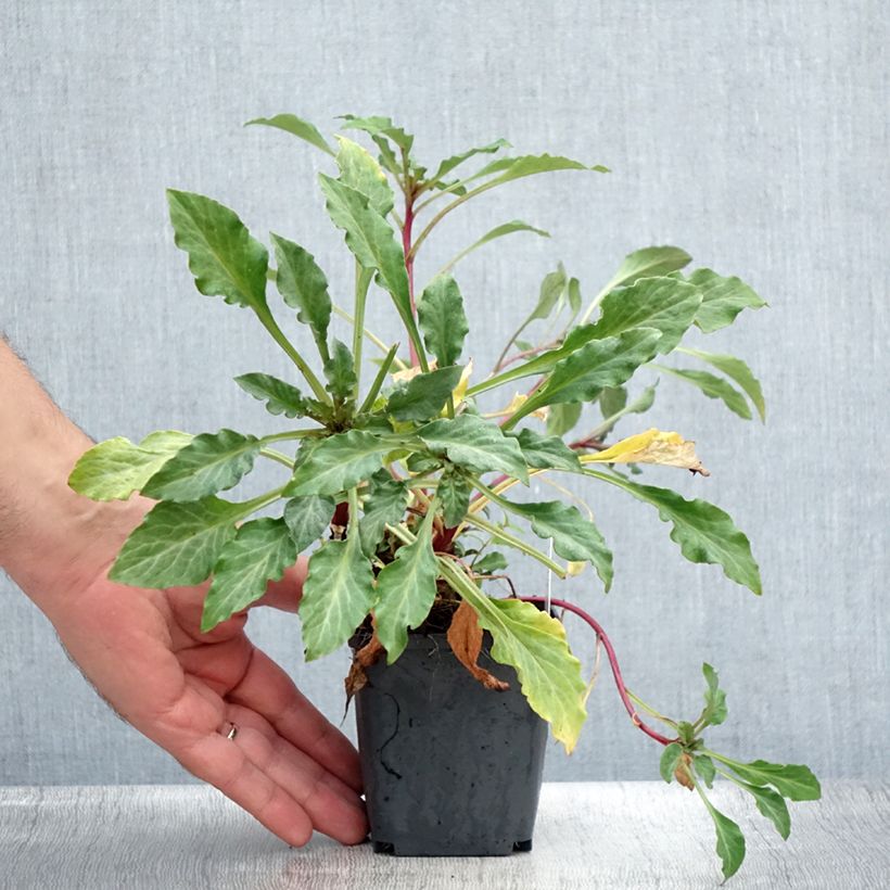 Amostra de Lysimachia atropurpurea Beaujolais Vaso de 8/9 cm tal como entregue no verão