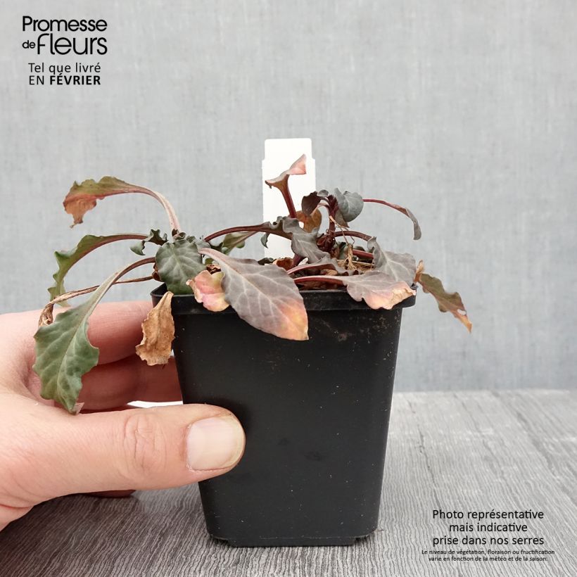 Amostra de Lysimaque pourpre - Lysimachia atropurpurea Beaujolais Godet de 8/9 cm tal como entregue no inverno