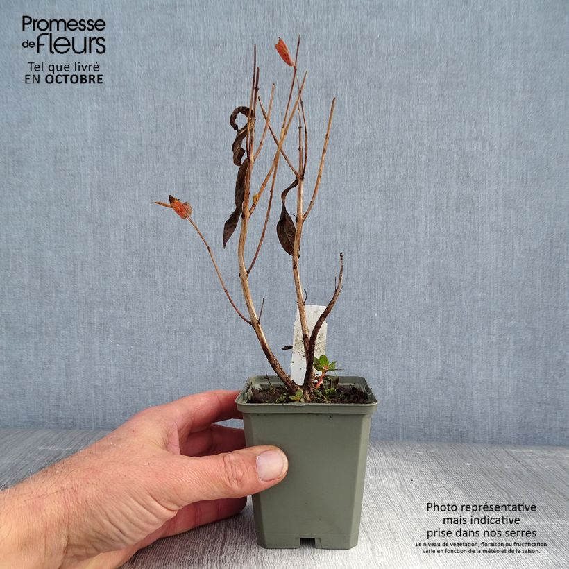 Amostra de Lythrum salicaria Blush Vaso de 8/9 cm tal como entregue no outono