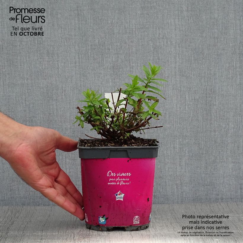 Amostra de Lythrum salicaria Robert Vaso de 2 L/3 L tal como entregue no outono