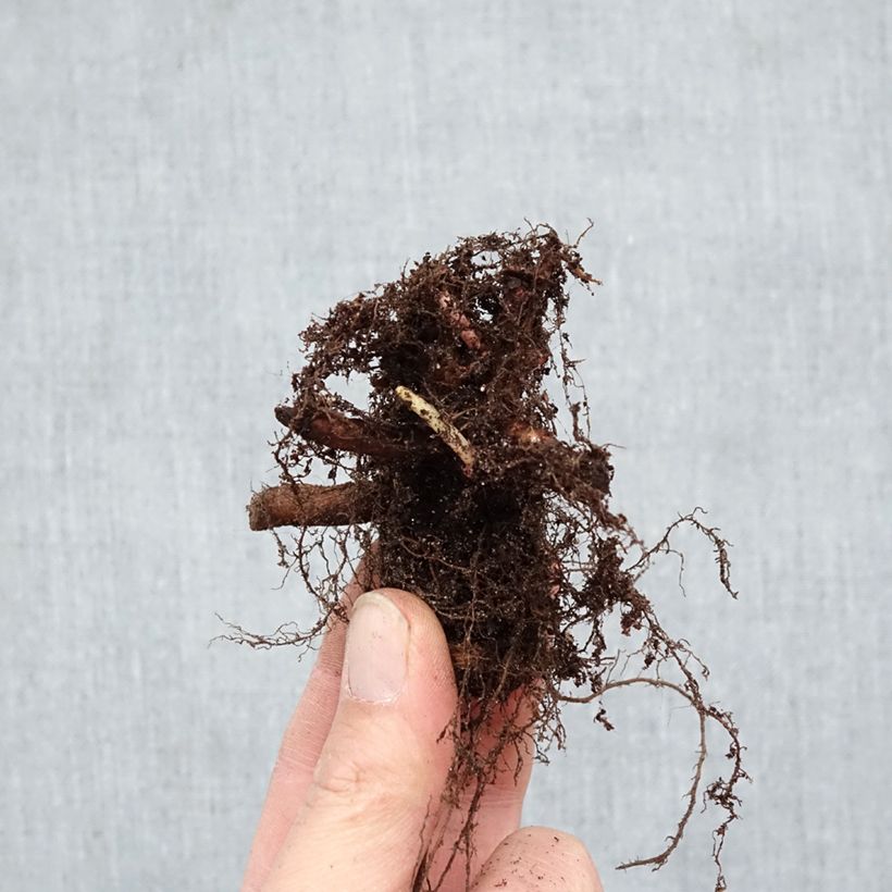 Amostra de Lythrum salicaria Robert Raízes nuas tal como entregue no inverno