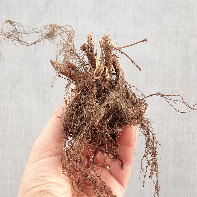 Amostra de Lythrum salicaria Raízes nuas tal como entregue no inverno