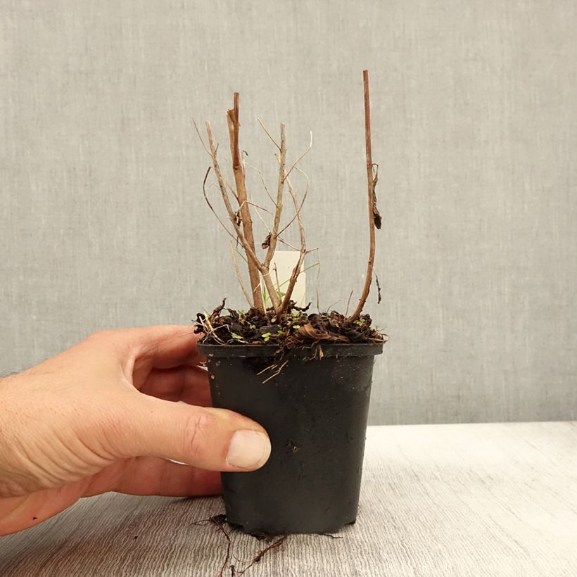 Amostra de Lythrum virgatum Dropmore Purple Vaso de 8/9 cm tal como entregue no outono