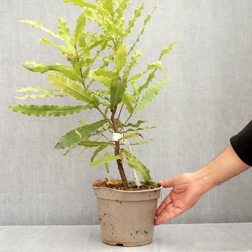 Amostra de Macadâmia Beaumont Vaso de 4 L/5 L tal como entregue no verão