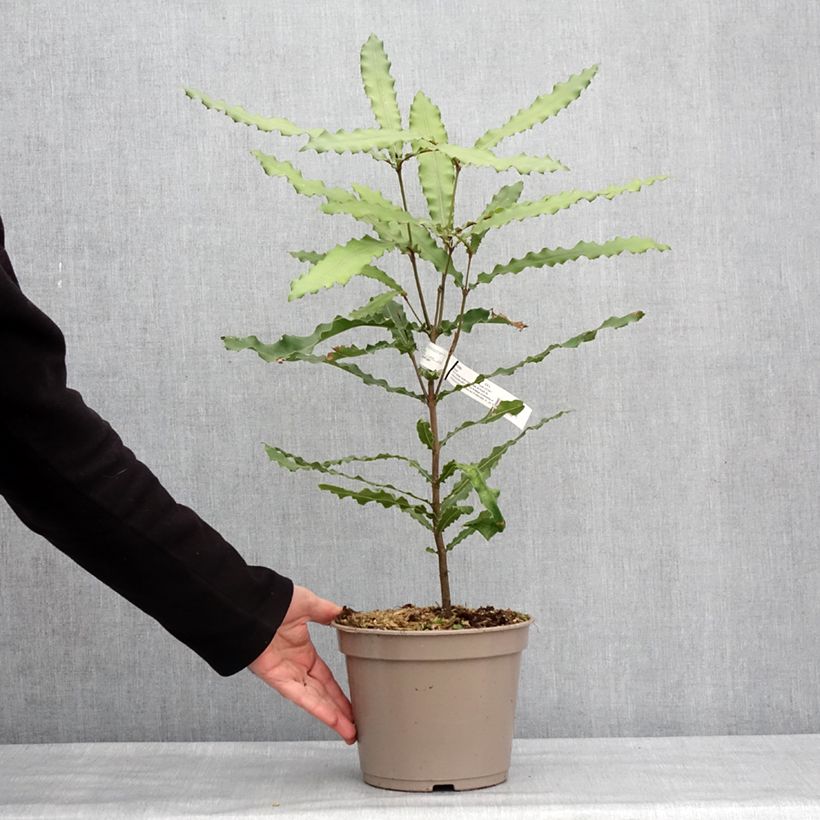 Amostra de Macadamia Beaumont - Noix de Macadamia Vaso de 4 L/5 L tal como entregue no inverno