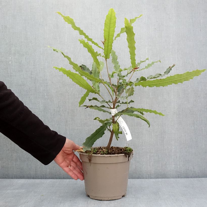 Amostra de Macadâmia Beaumont Vaso de 4 L/5 L tal como entregue na primavera