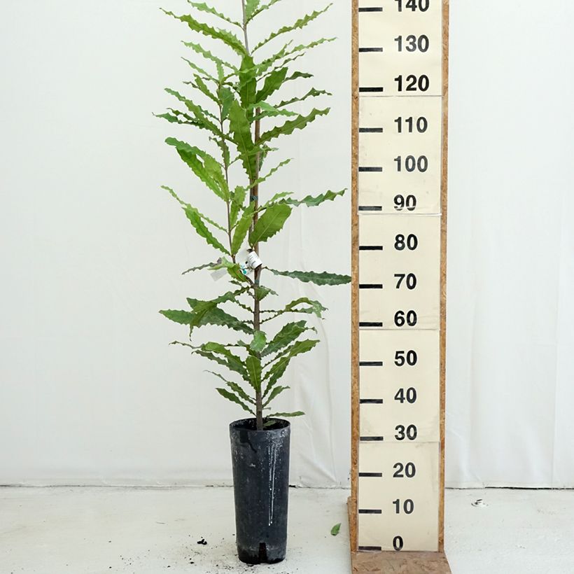 Amostra de Macadâmia integrifolia Vaso de 4 L/5 L tal como entregue no outono