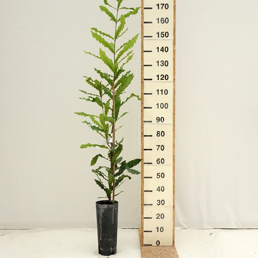Amostra de Macadâmia integrifolia Vaso de 4 L/5 L tal como entregue no verão