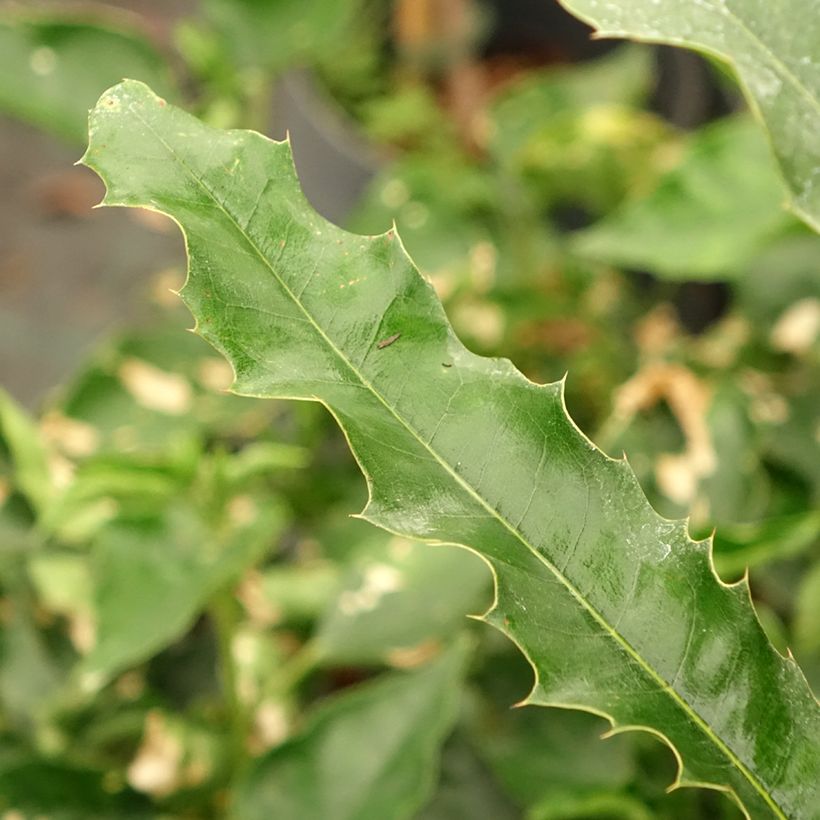 Macadâmia integrifolia (Folhagem)