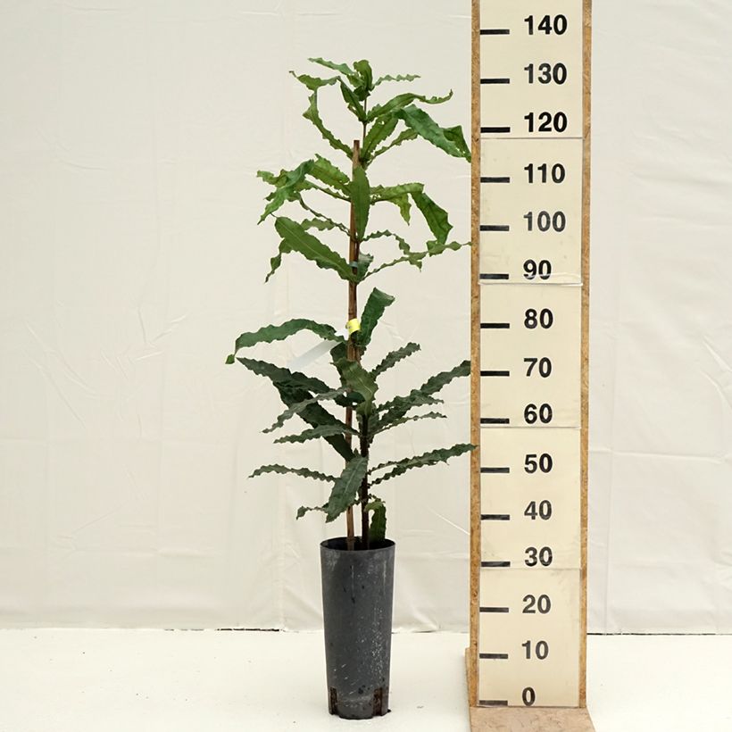 Amostra de Macadamia integrifolia - Noix de Macadamia Vaso de 4 L/5 L tal como entregue na primavera