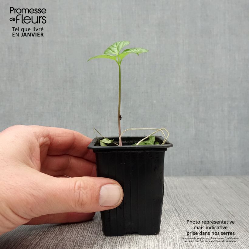 Amostra de Maceron - Smyrnium olusatrum Vaso de 7/8 cm tal como entregue no inverno