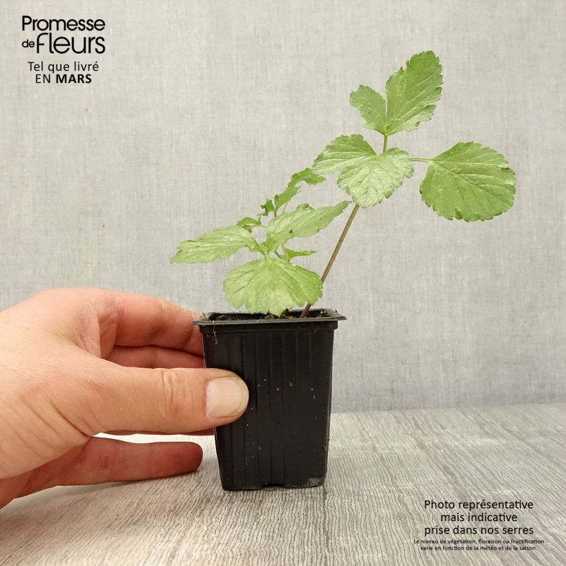 Amostra de Aipo-bravo - Smyrnium olusatrum Vaso de 7/8 cm tal como entregue na primavera