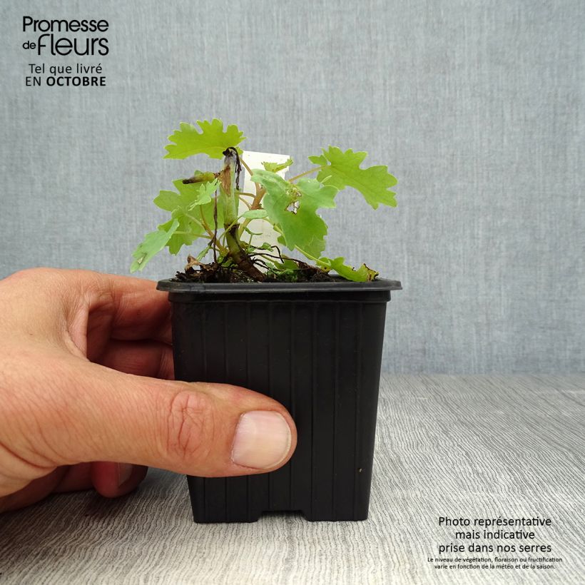 Amostra de Macleaya cordata Vaso de 8/9 cm tal como entregue no outono