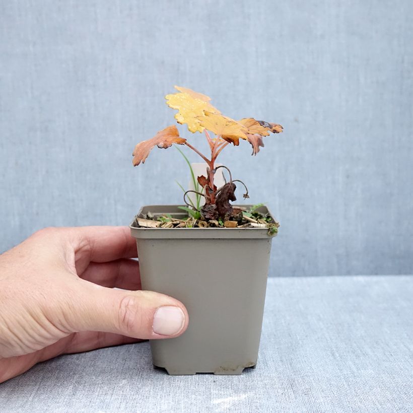 Amostra de Macleaya microcarpa Kelway's Coral Plume Vaso de 8/9 cm tal como entregue no outono