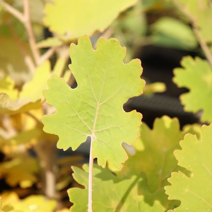 Macleaya microcarpa Kelway's Coral Plume (Folhagem)