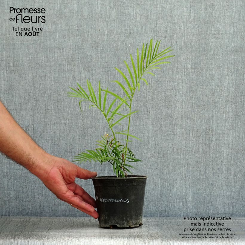 Amostra de Macrozamia communis Vaso de 12 cm/13 cm tal como entregue no verão
