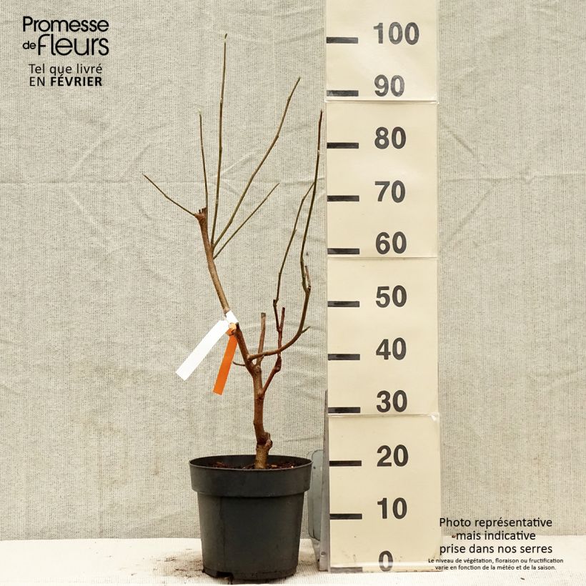 Amostra de Magnolia acuminata Blue Baby Vaso de 6 L/7 L tal como entregue no inverno