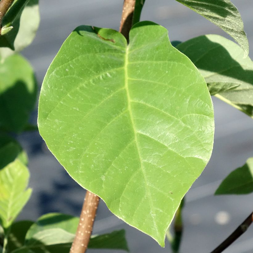 Magnolia acuminata Blue Baby (Folhagem)