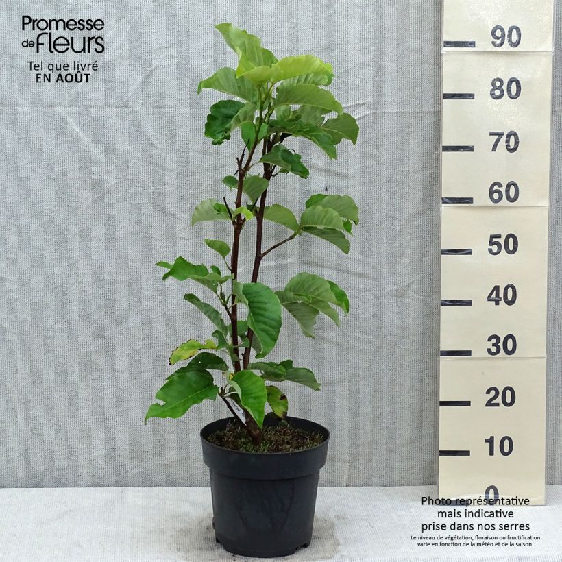 Amostra de Magnolia acuminata Blue Opal Vaso de 7,5 L/10 L tal como entregue no verão