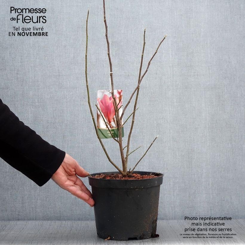 Amostra de Magnolia Betty Vaso de 4 L/5 L tal como entregue no outono