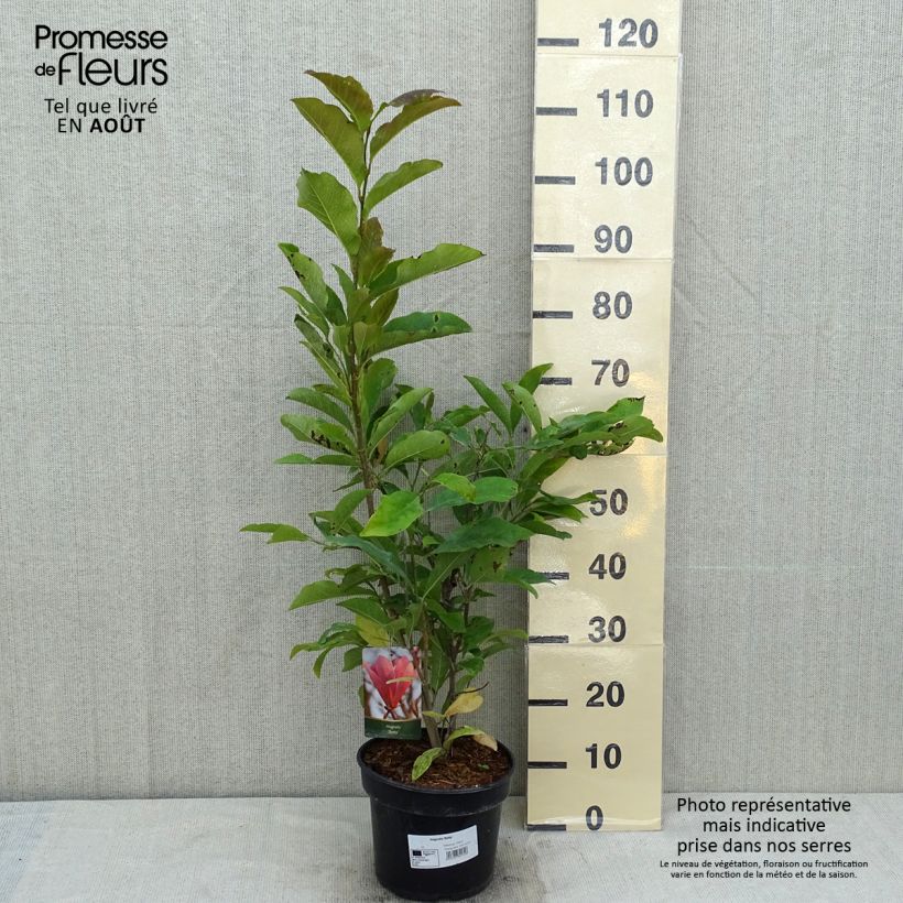 Amostra de Magnolia Betty Vaso de 4 L/5 L tal como entregue no verão