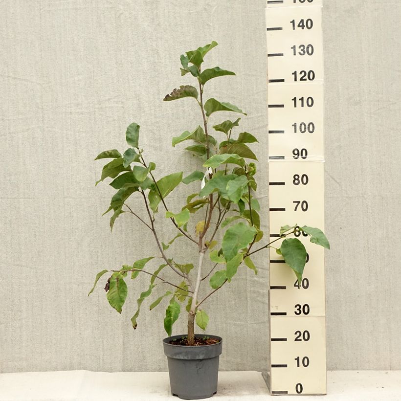Amostra de Magnolia Black Beauty Vaso de 6 L/7 L tal como entregue no verão