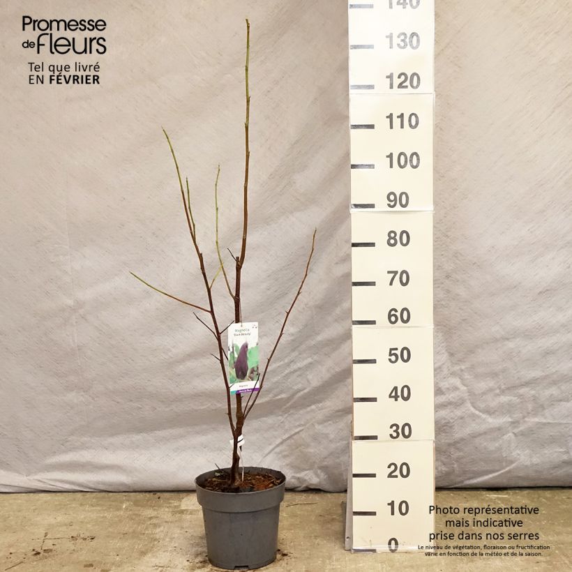 Amostra de Magnolia Black Beauty Vaso de 6 L/7 L tal como entregue no inverno