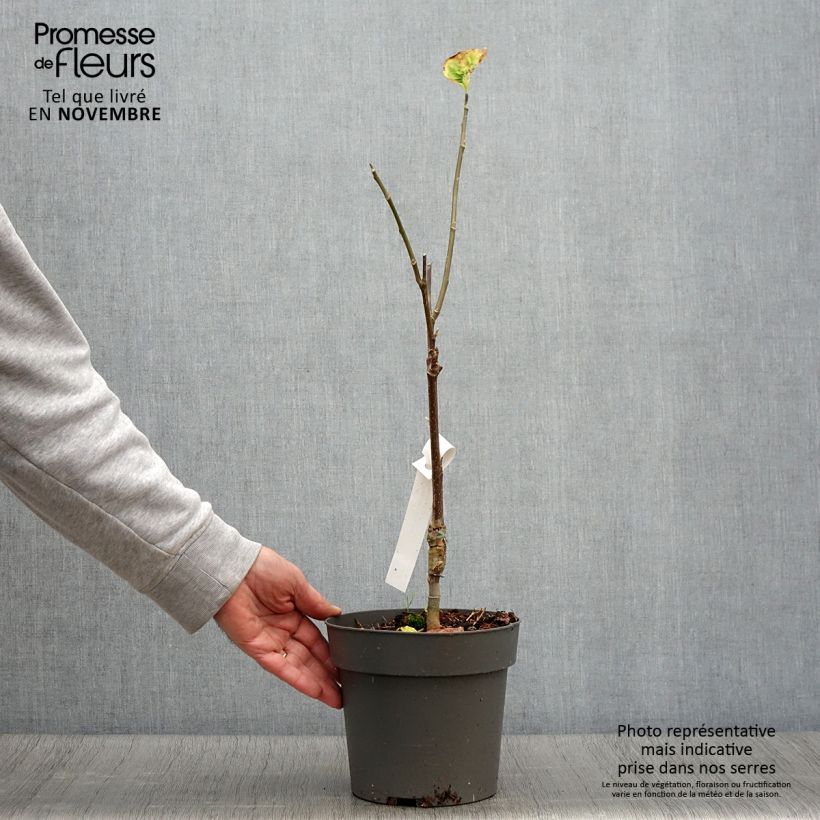 Amostra de Magnolia brooklynensis Yellow Bird Vaso de 3 L/4 L tal como entregue no outono