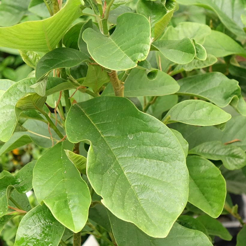 Magnolia Burgundy Star (Folhagem)