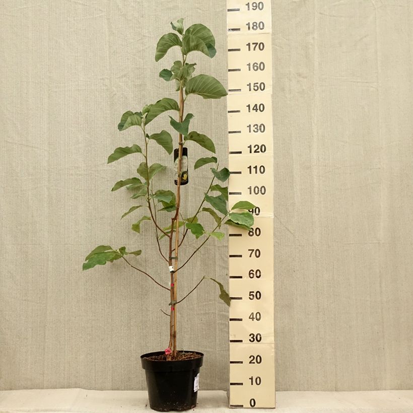 Amostra de Magnolia Daphne Vaso de 7,5 L/10 L tal como entregue no outono
