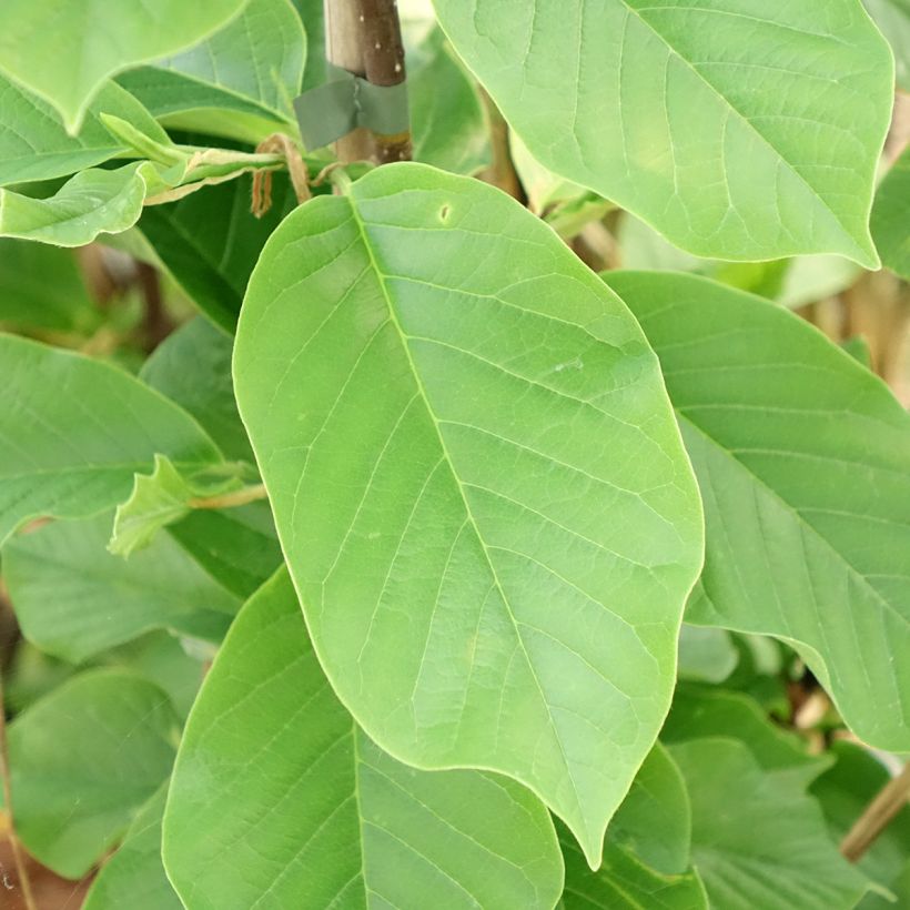 Magnolia Daybreak (Folhagem)