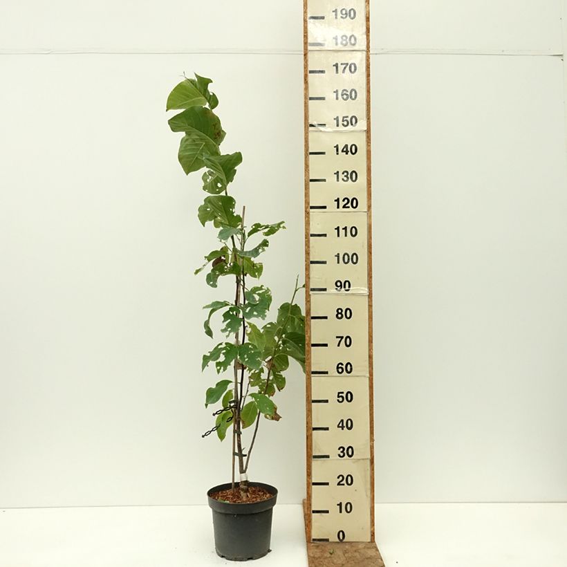 Amostra de Magnolia Daybreak Vaso de 7,5 L/10 L tal como entregue no verão