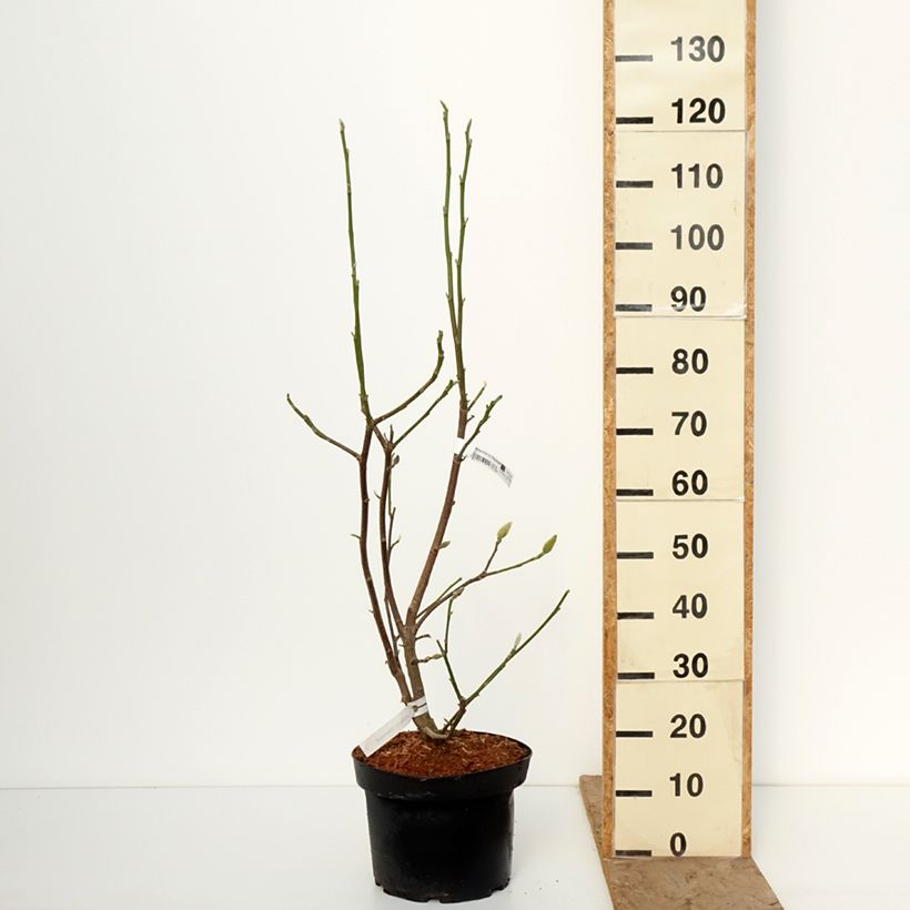 Amostra de Magnolia Daybreak Vaso de 7,5 L/10 L tal como entregue no inverno