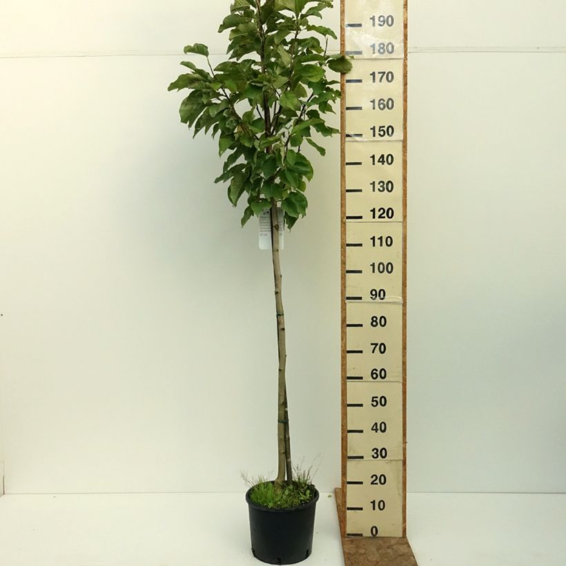 Amostra de Magnolia denudata Double Diamond Vaso de 7,5 L/10 L tal como entregue no verão