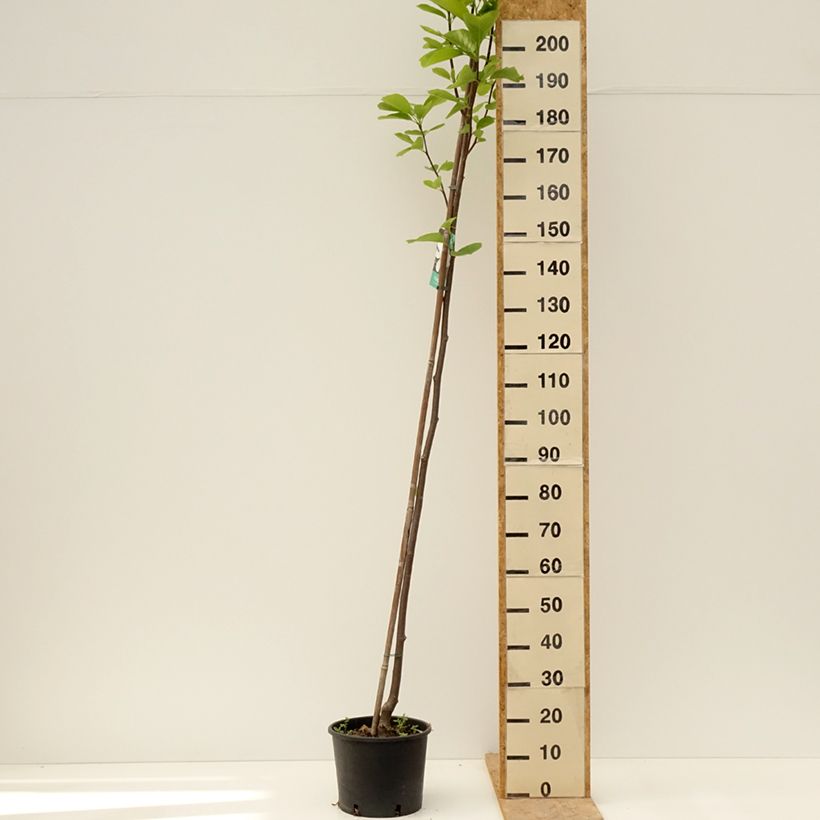 Amostra de Magnolia denudata Double Diamond - Magnolia Yulan Vaso de 7,5 L/10 L tal como entregue na primavera