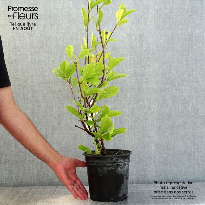 Amostra de Magnolia denudata Festirose Vaso de 4 L/5 L tal como entregue no verão
