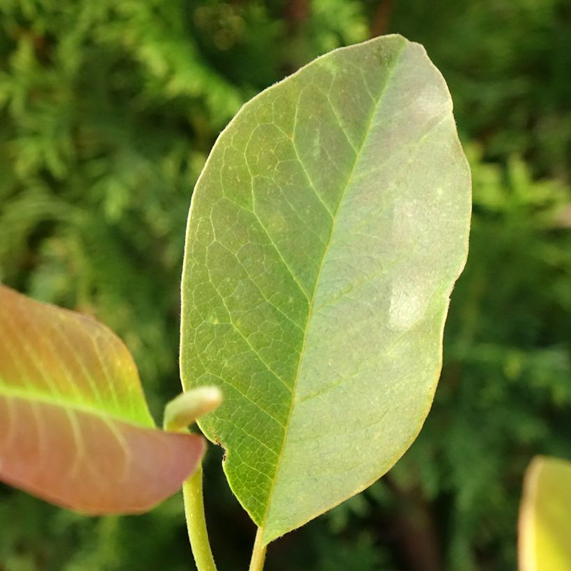 Magnolia denudata Festirose (Folhagem)