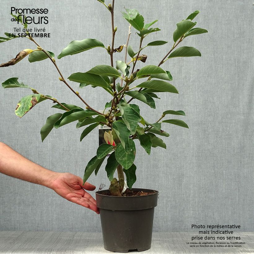 Amostra de Magnolia denudata Sunrise Vaso de 3 L/4 L tal como entregue no outono