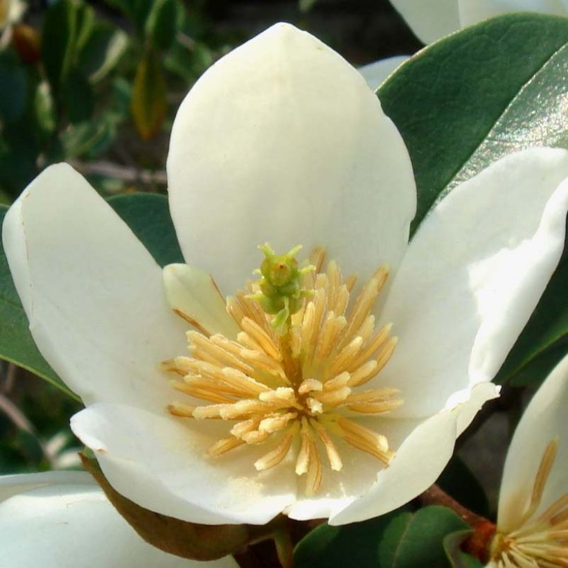 Magnolia dianica Summer Snowflake (Floração)