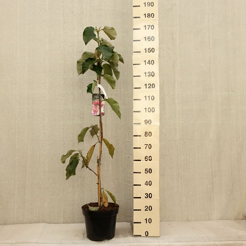 Amostra de Magnolia soulangeana Emperor Vaso de 7,5 L/10 L tal como entregue no outono