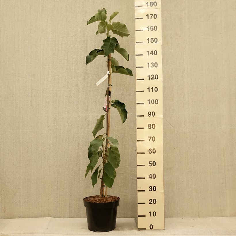 Amostra de Magnolia soulangeana Emperor Vaso de 7,5 L/10 L tal como entregue no verão