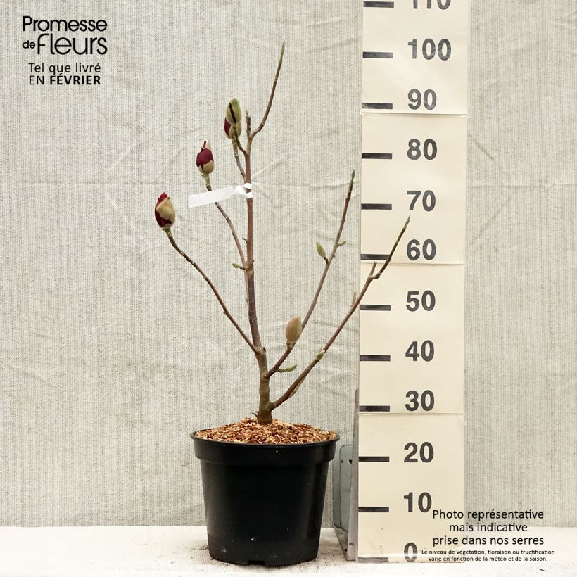 Amostra de Magnolia Emperor Vaso de 7,5 L/10 L tal como entregue no inverno