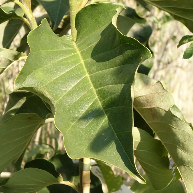 Magnolia soulangeana Emperor (Folhagem)