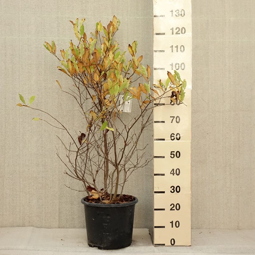 Amostra de Magnolia stellata Waterlily Vaso de 7,5 L/10 L tal como entregue no outono
