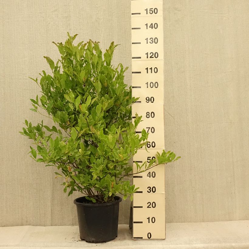 Amostra de Magnolia stellata Waterlily Vaso de 7,5 L/10 L tal como entregue no verão